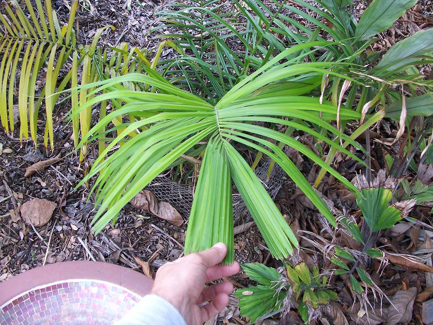 Attalea princeps фото